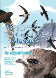 Alange en Extremadura (España), celebra su V festival de los vencejos